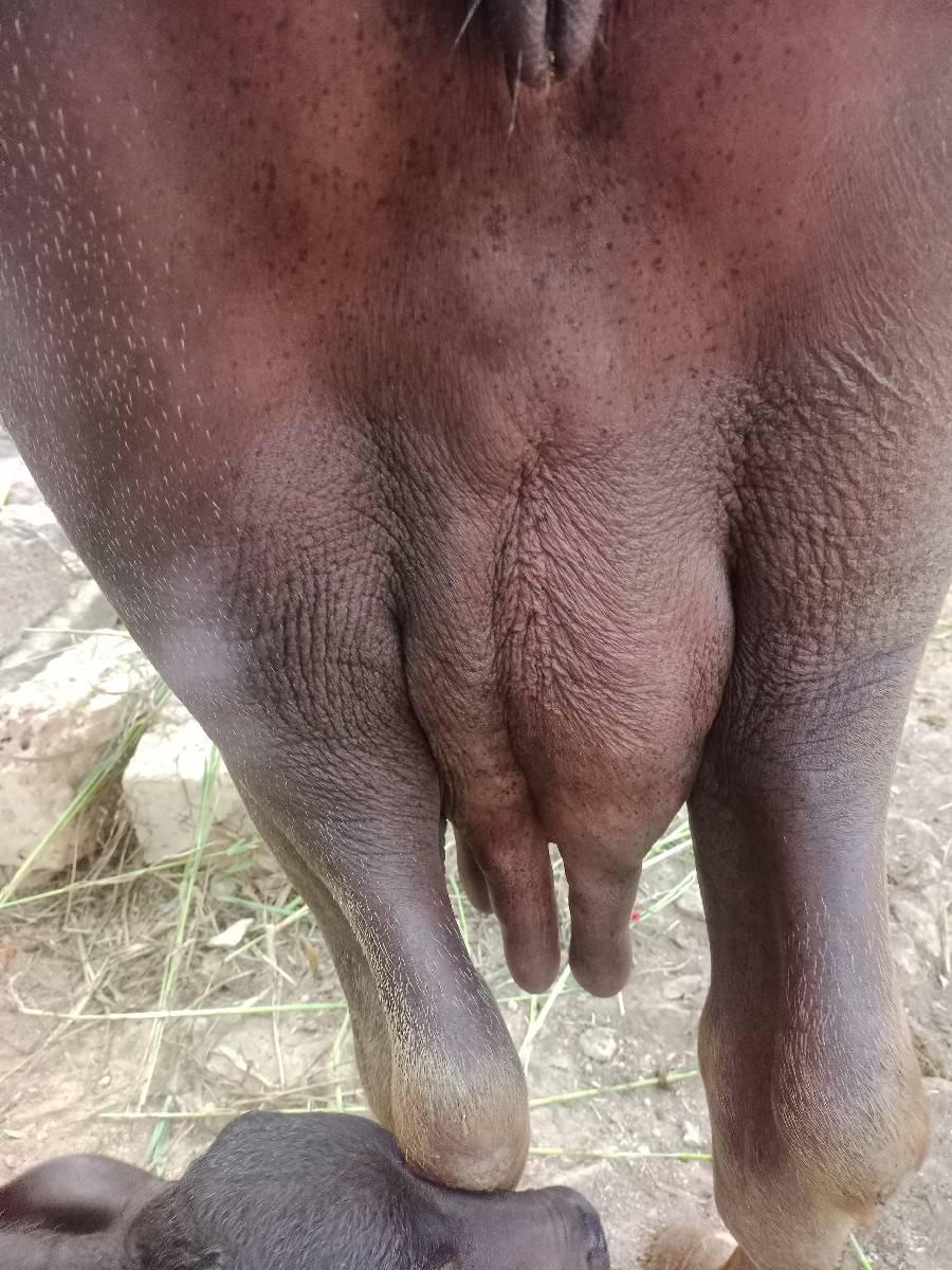 ભેંશ વેચવાની છે