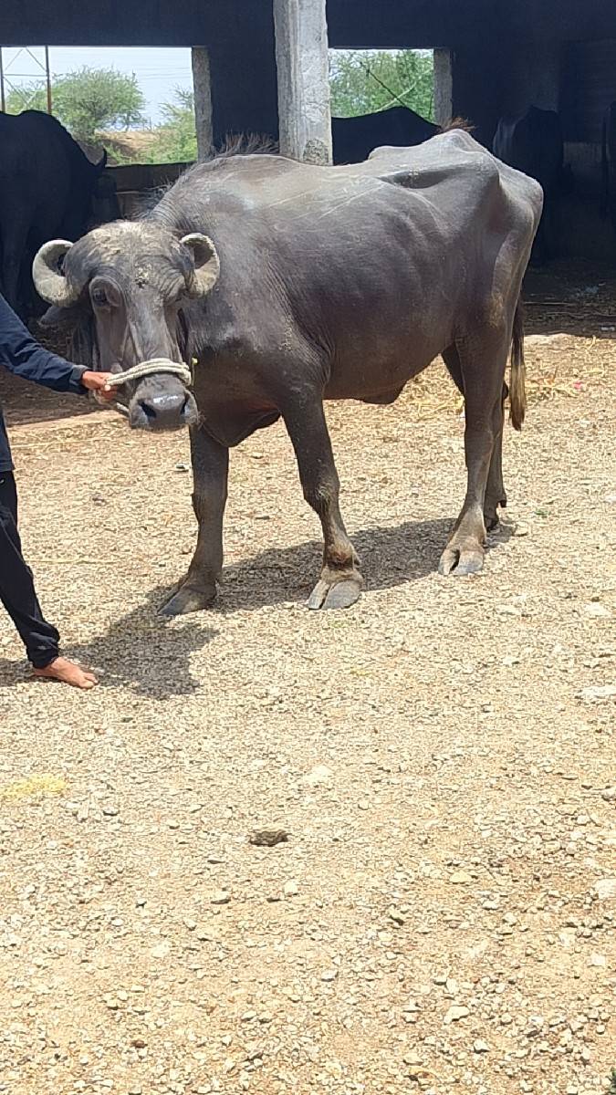 કરેલી વેચાવ છે ગામ વડોદરા રાજેશભાઈ
