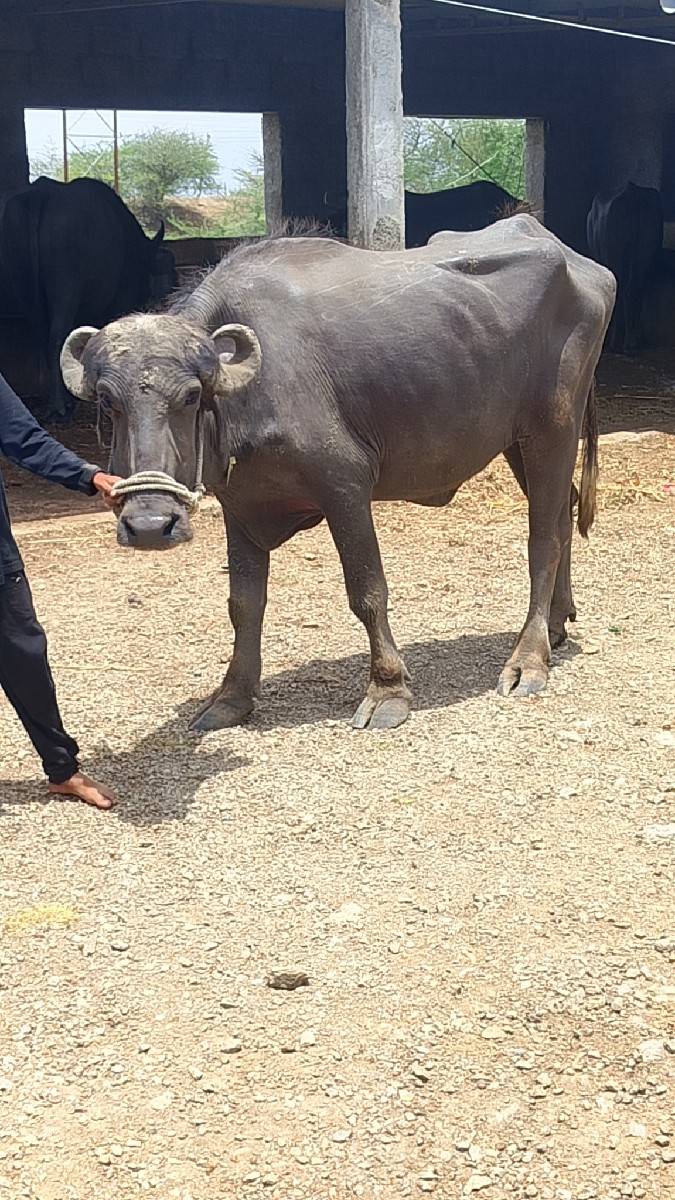 કરેલી વેચાવ છે ગામ વડોદરા રાજેશભાઈ