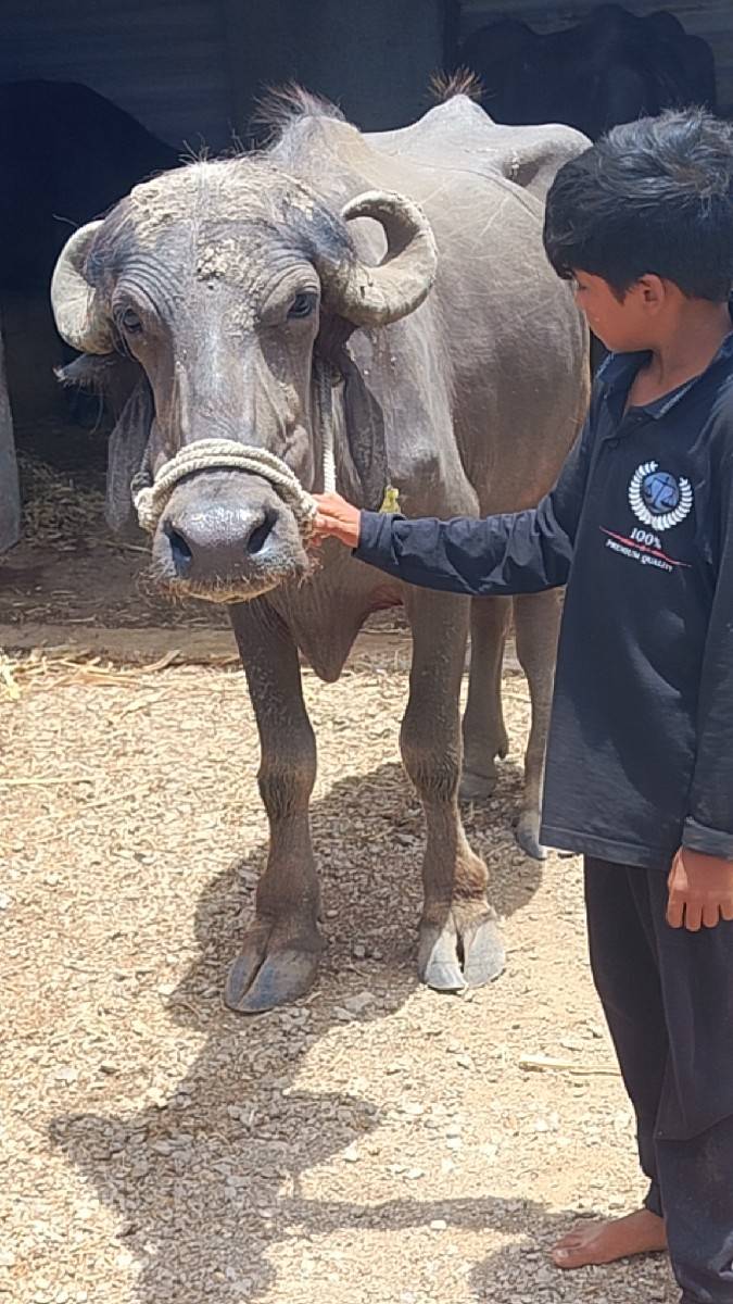 કરેલી વેચાવ છે ગામ વડોદરા રાજેશભાઈ