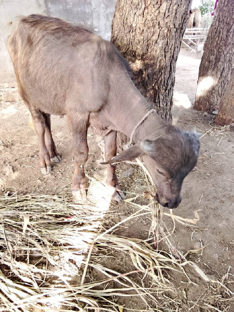 પાડી વેચવાની છે