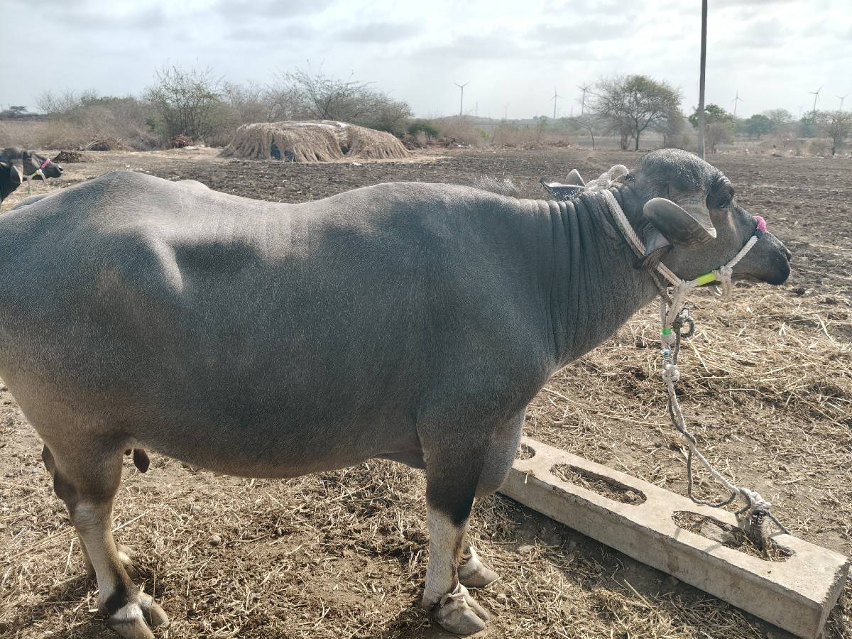 2 ભેંસો વેચવાનિ છે