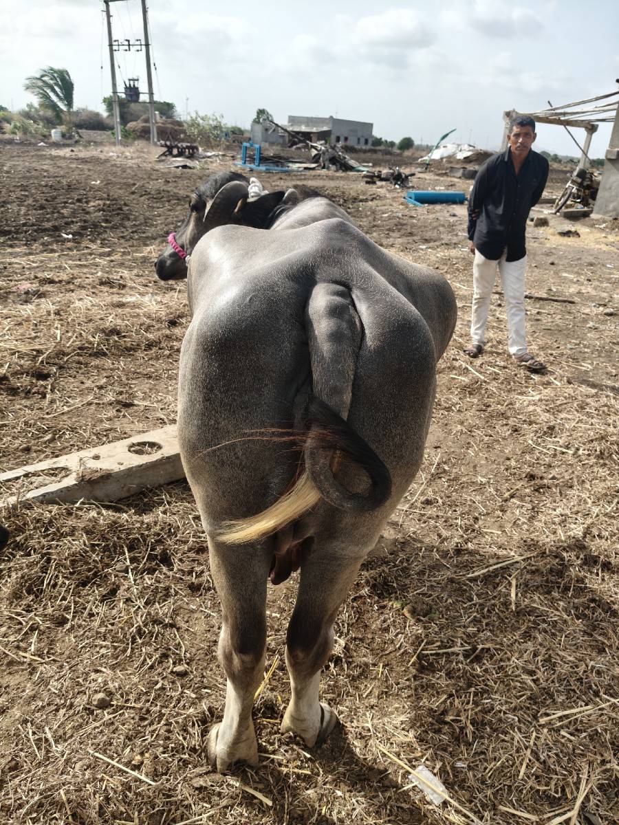 2 ભેંસો વેચવાનિ છે