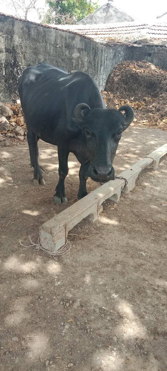 ખડેલી વેચવાની છે