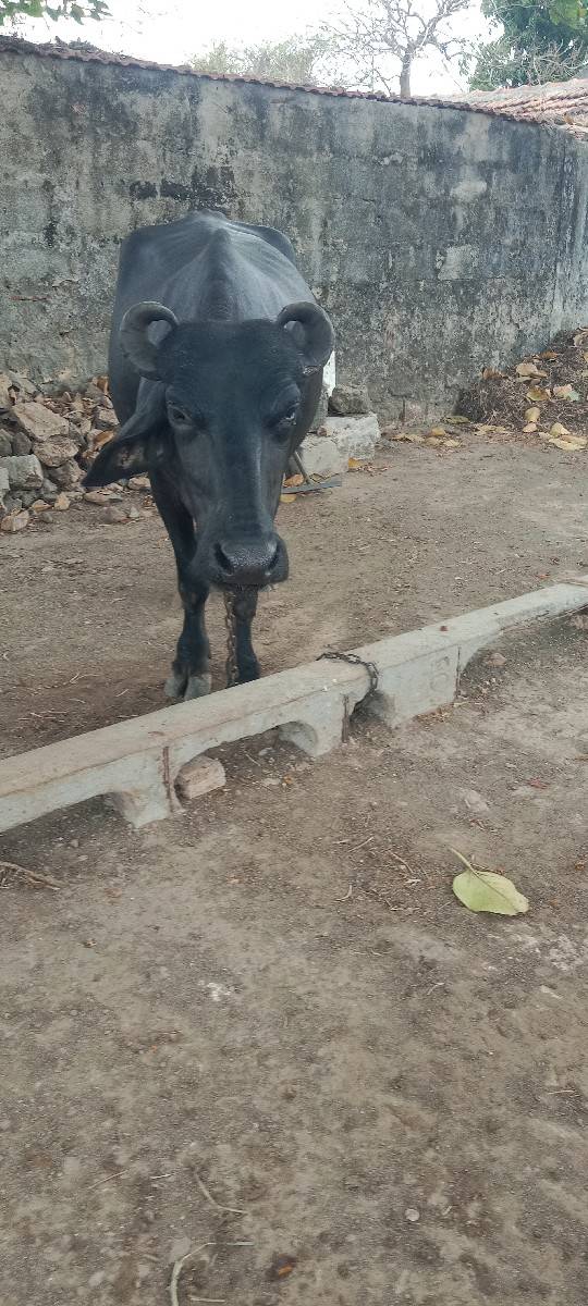 ખડેલી વેચવાની છે