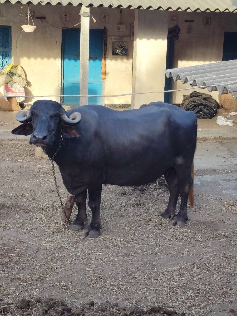પેલૂ વેતર