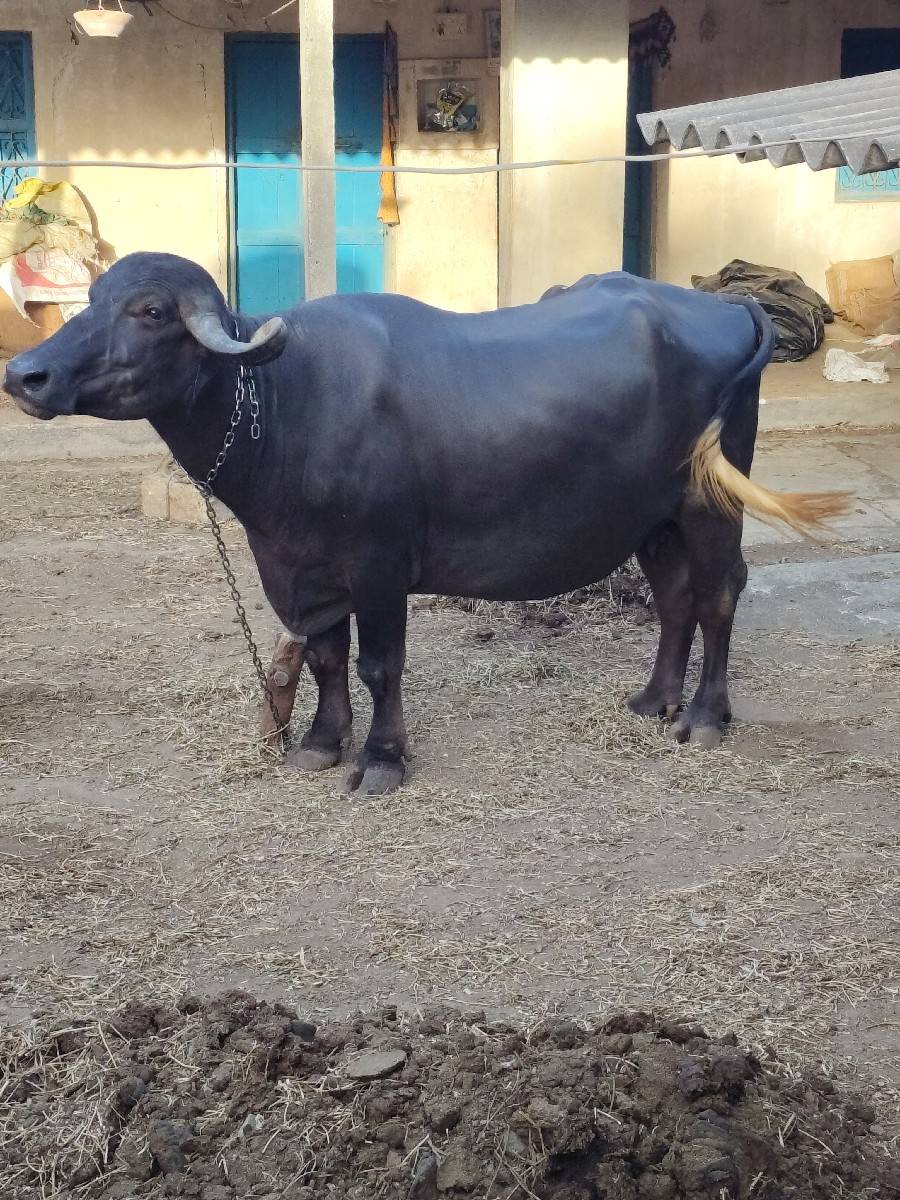 પેલૂ વેતર