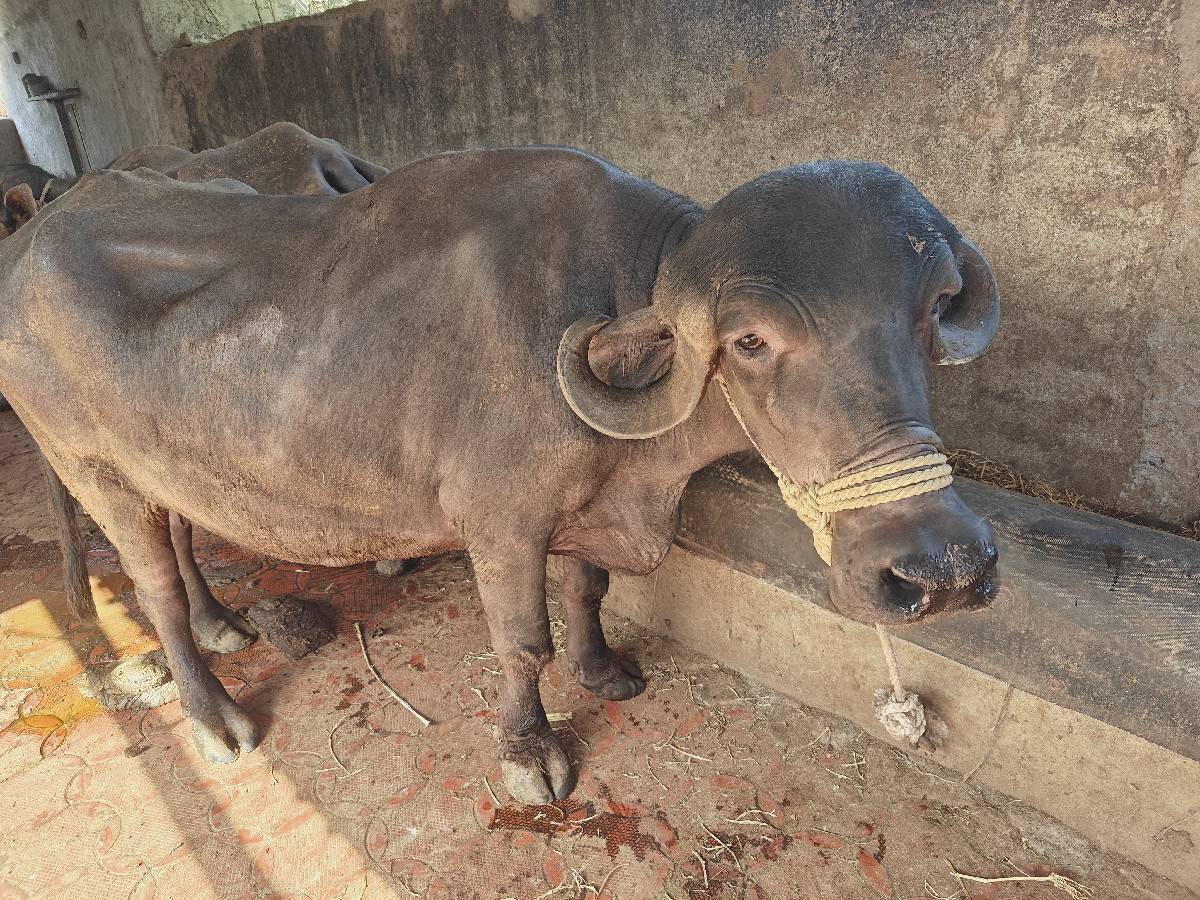 ભેંસ વેચવાની છે