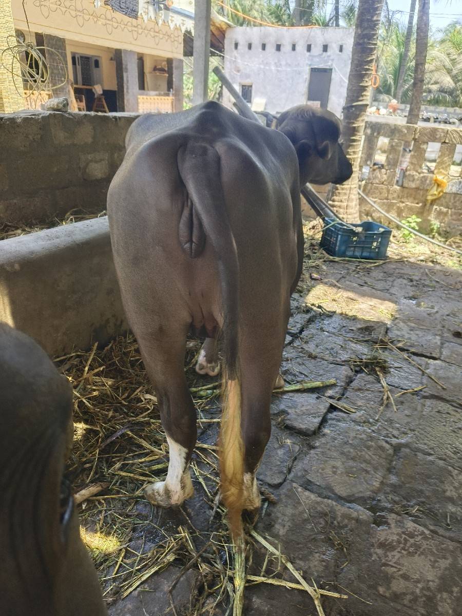 ખડેલી વેચવાની છે અઢી વરસની