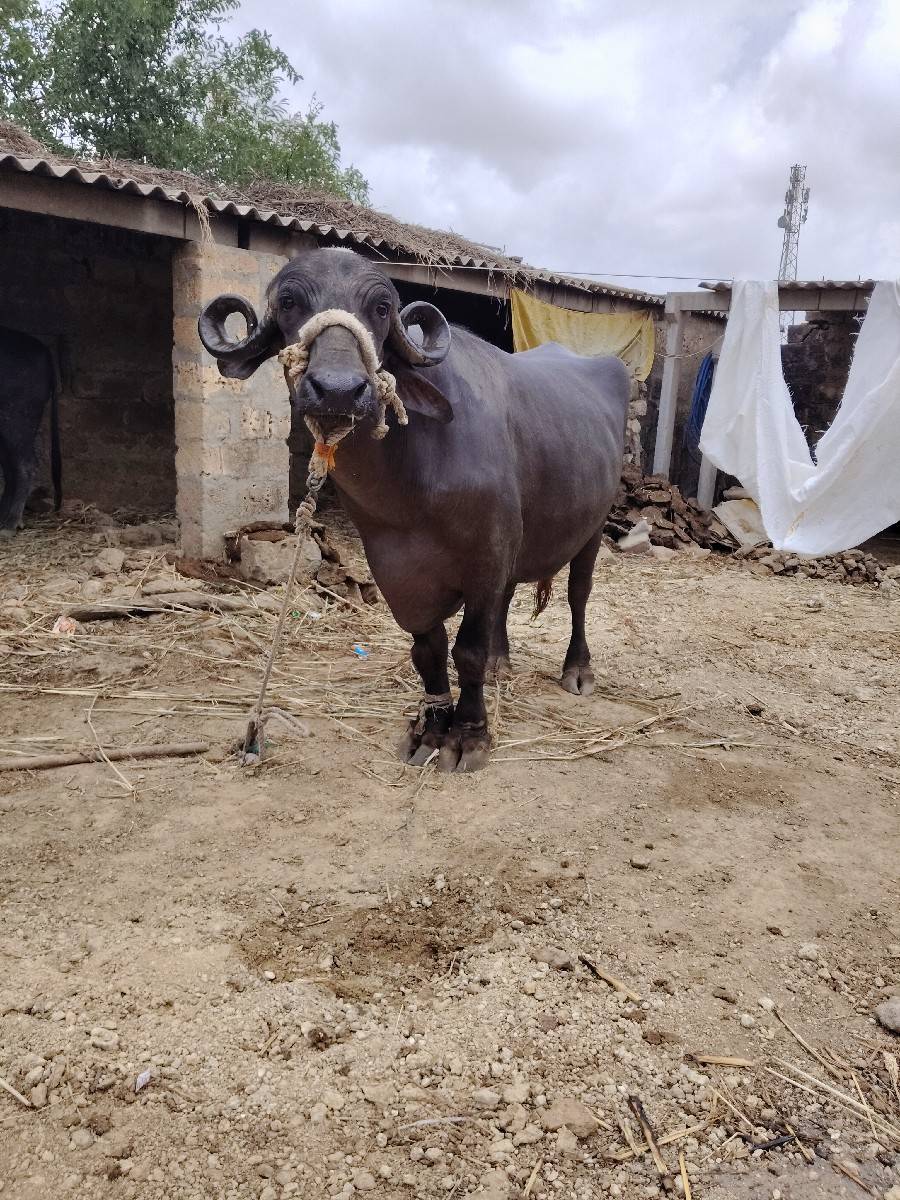 ભેંસ વેચવાની છે
