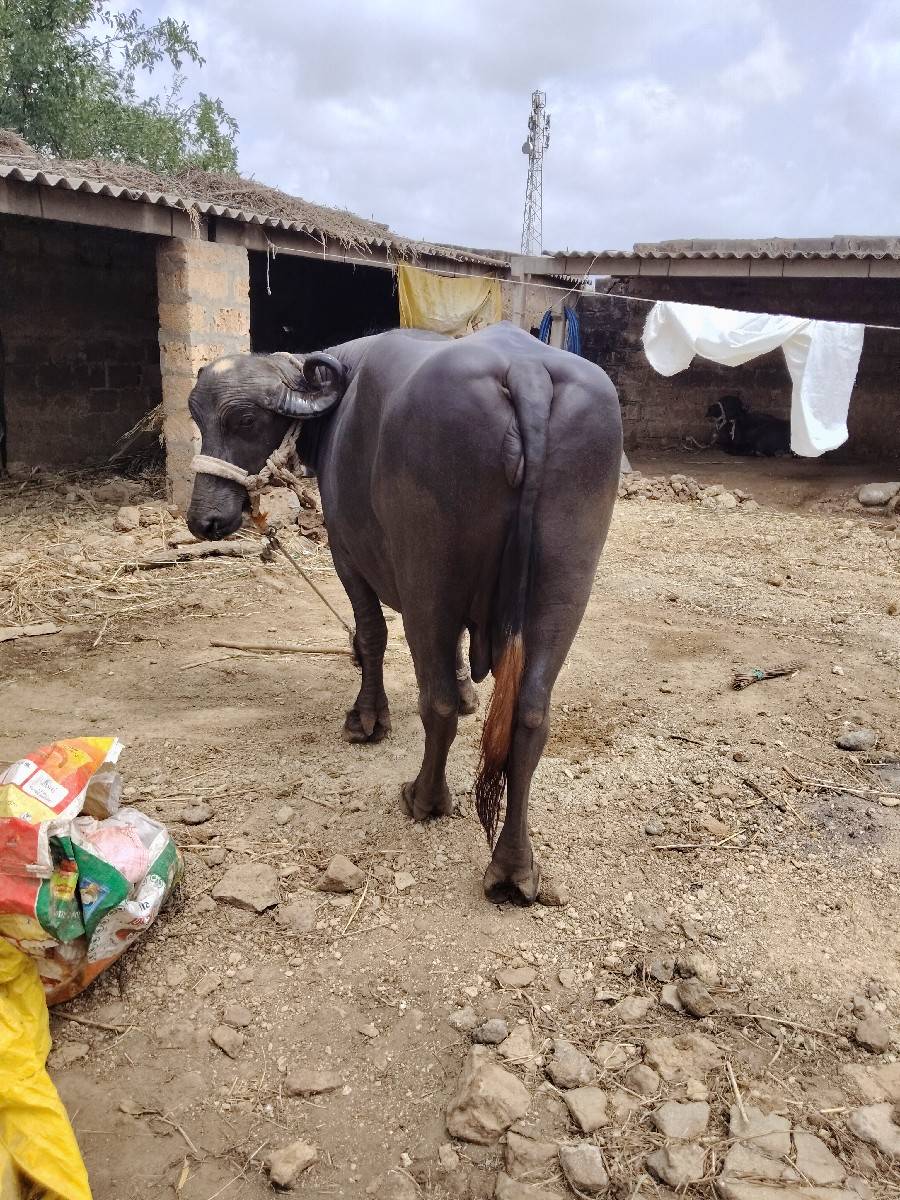 ભેંસ વેચવાની છે