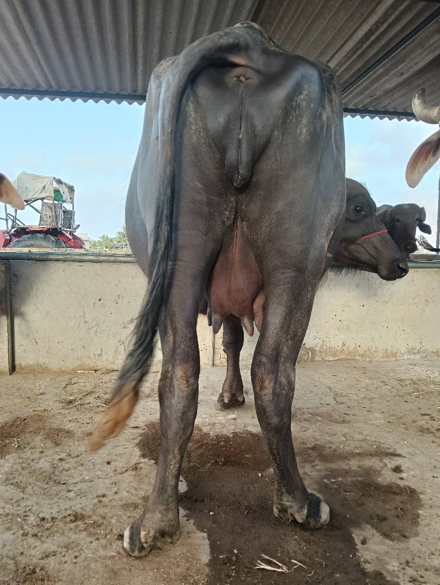 ભેંસ વેચવાની છે