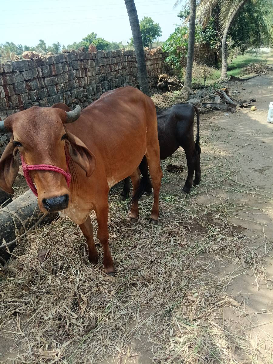 વેચવાની છે