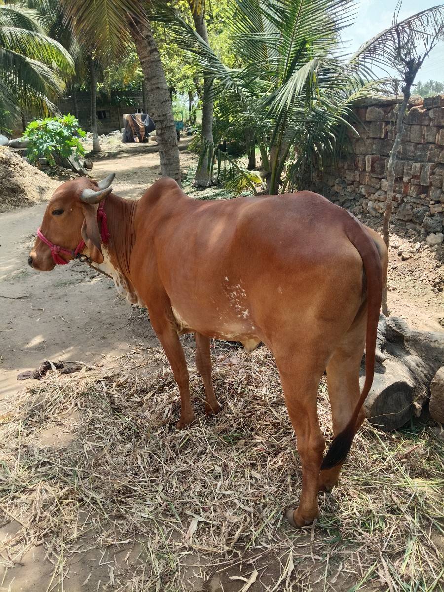 વેચવાની છે