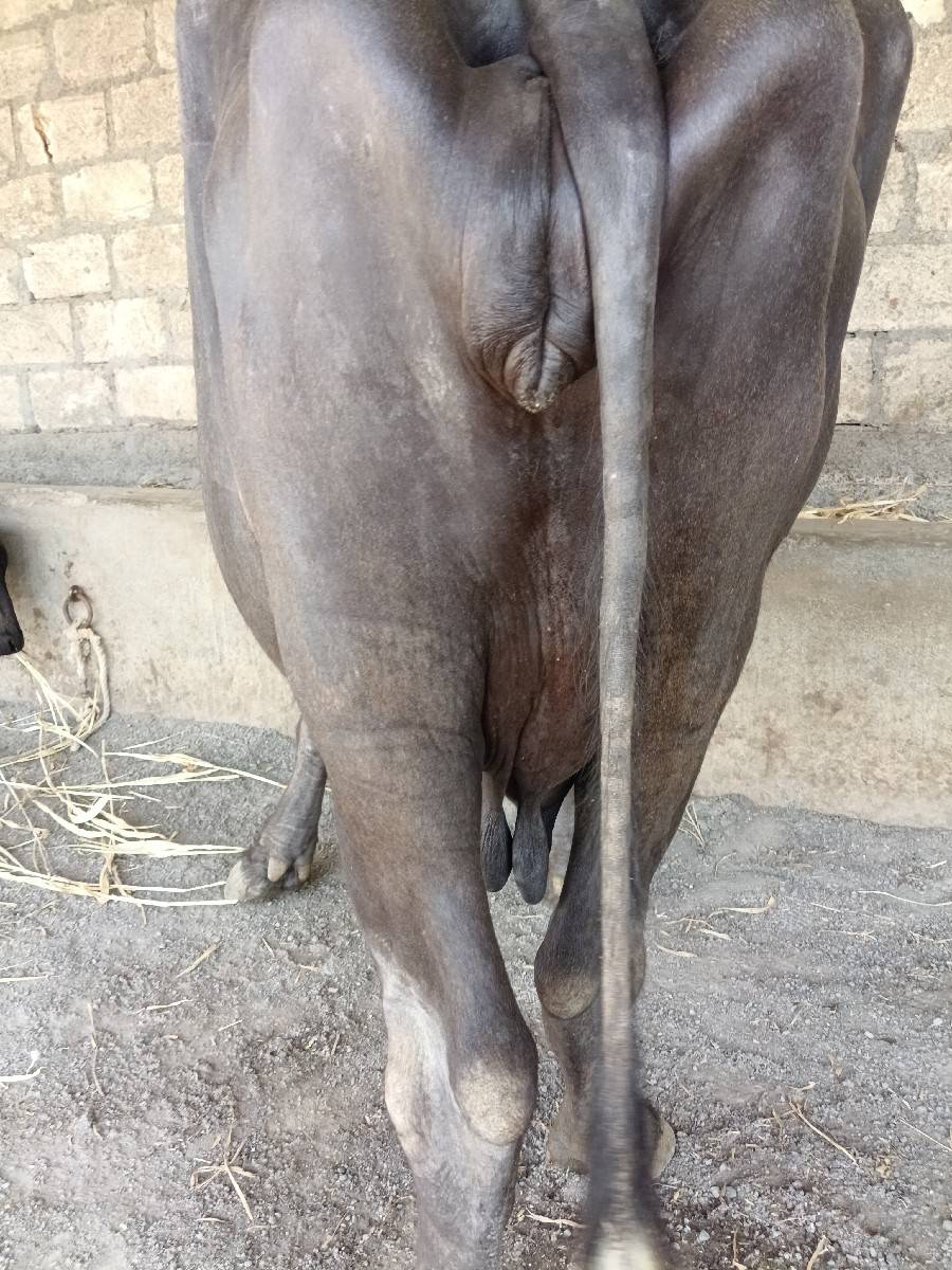 ભેંસ વેચવાની છે