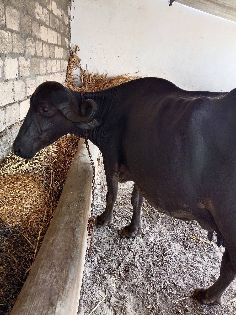 ભેંસ વેચવાની છે