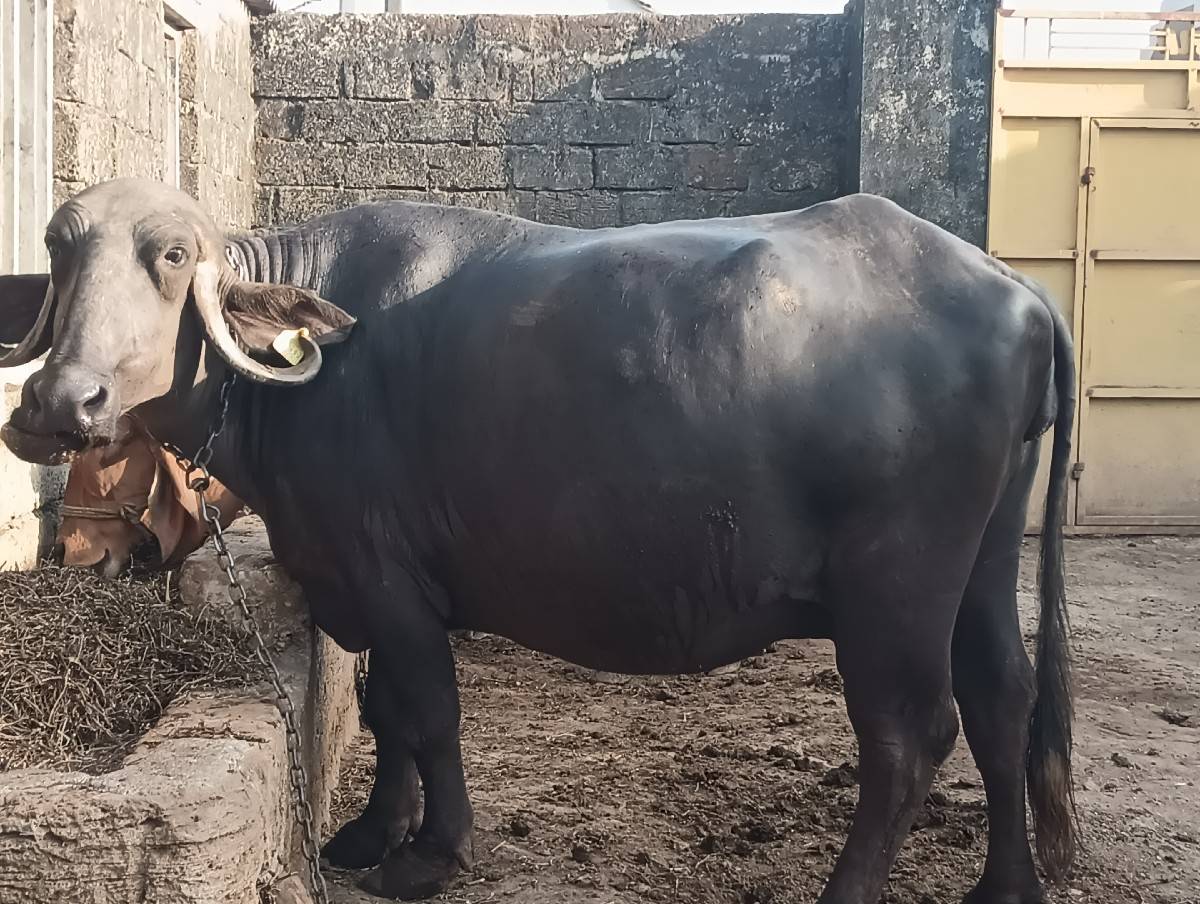 ભેંસ વેચવાની છે