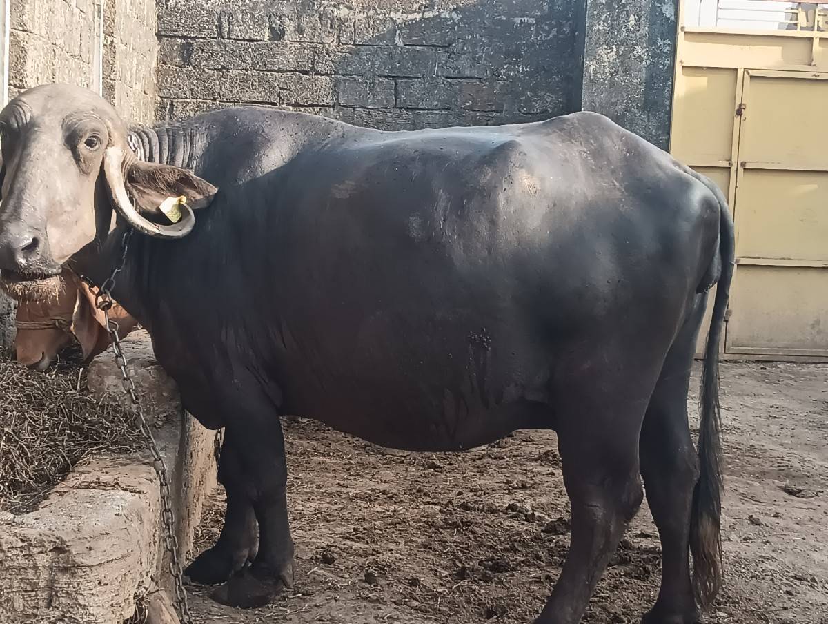 ભેંસ વેચવાની છે