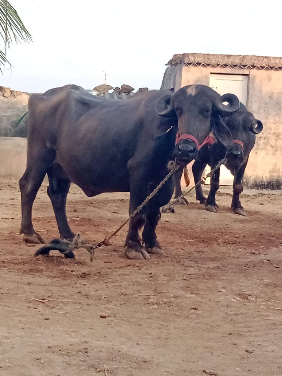 ખડેલી વેચવાની છે