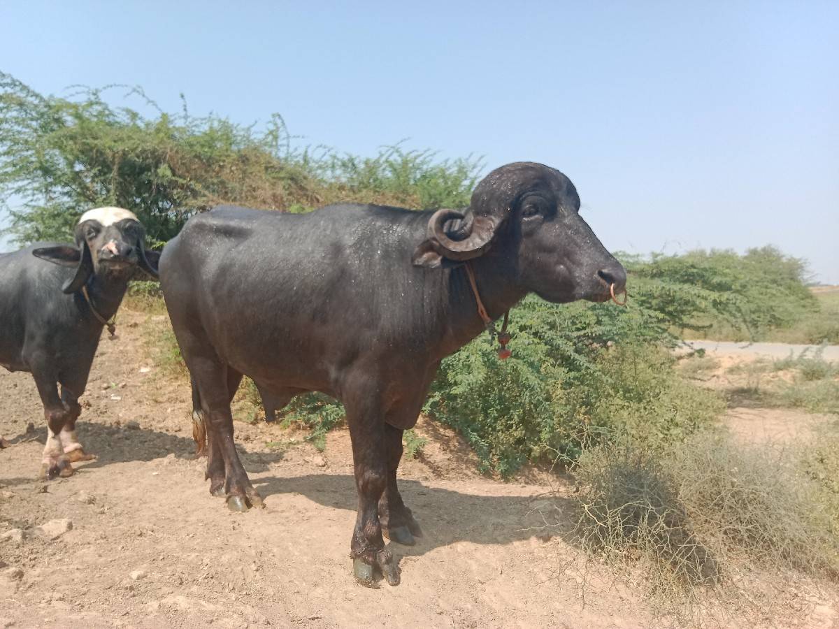 પાડો વેચવાનો છે