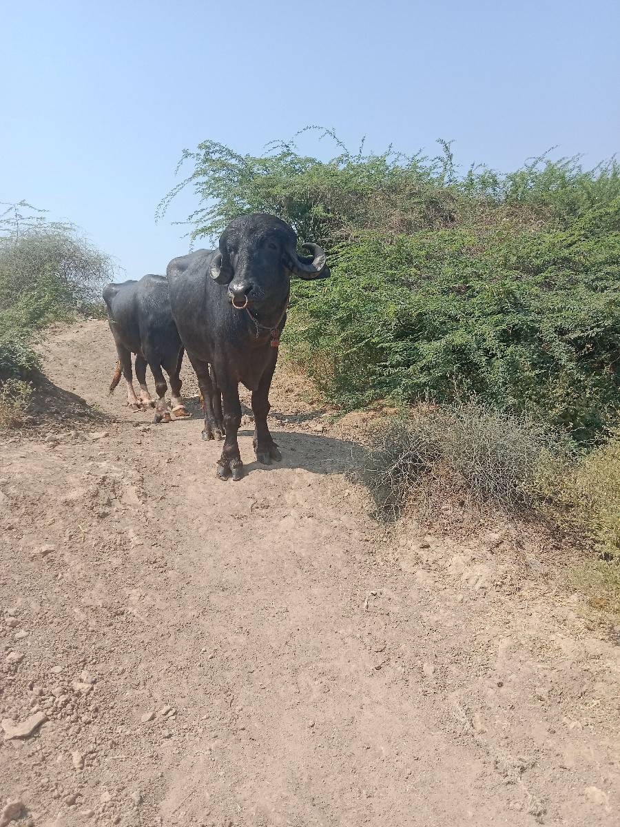 પાડો વેચવાનો છે