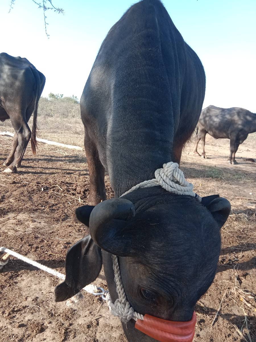 પેલા વેતરમાં બે ખડેલી