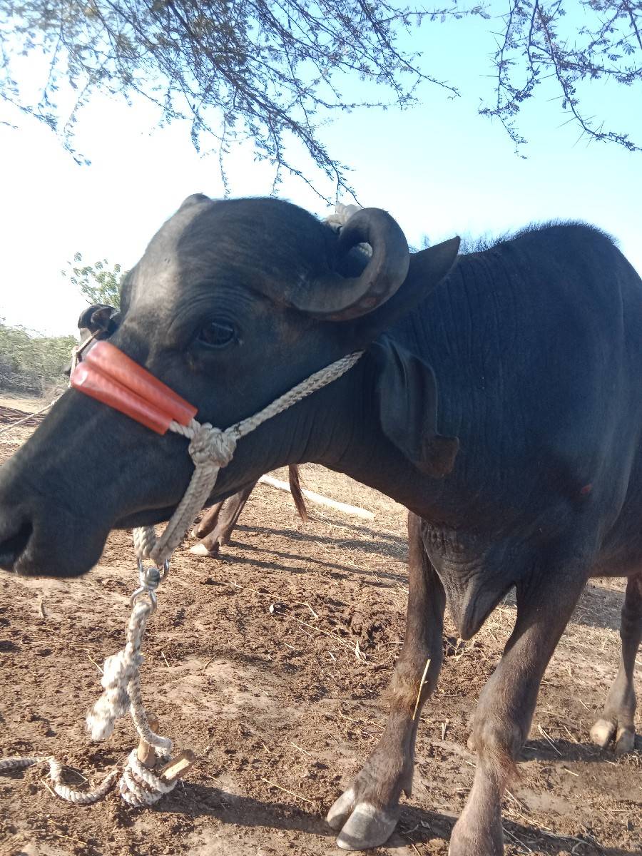પેલા વેતરમાં બે ખડેલી
