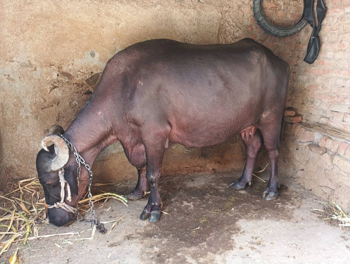બની