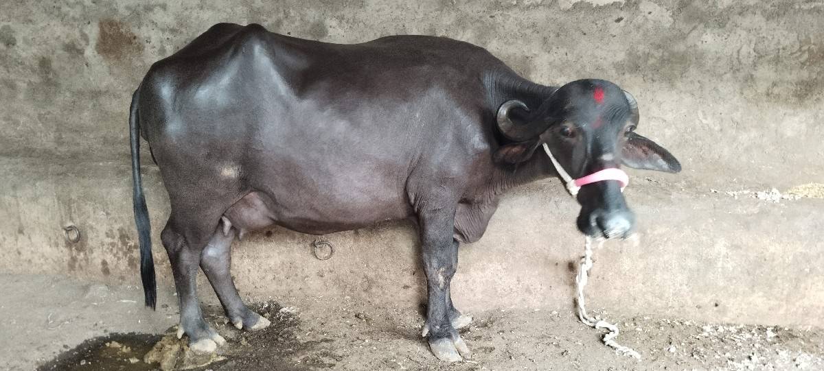 પેલુ વેતર ખડેલી વેચવાની છે.