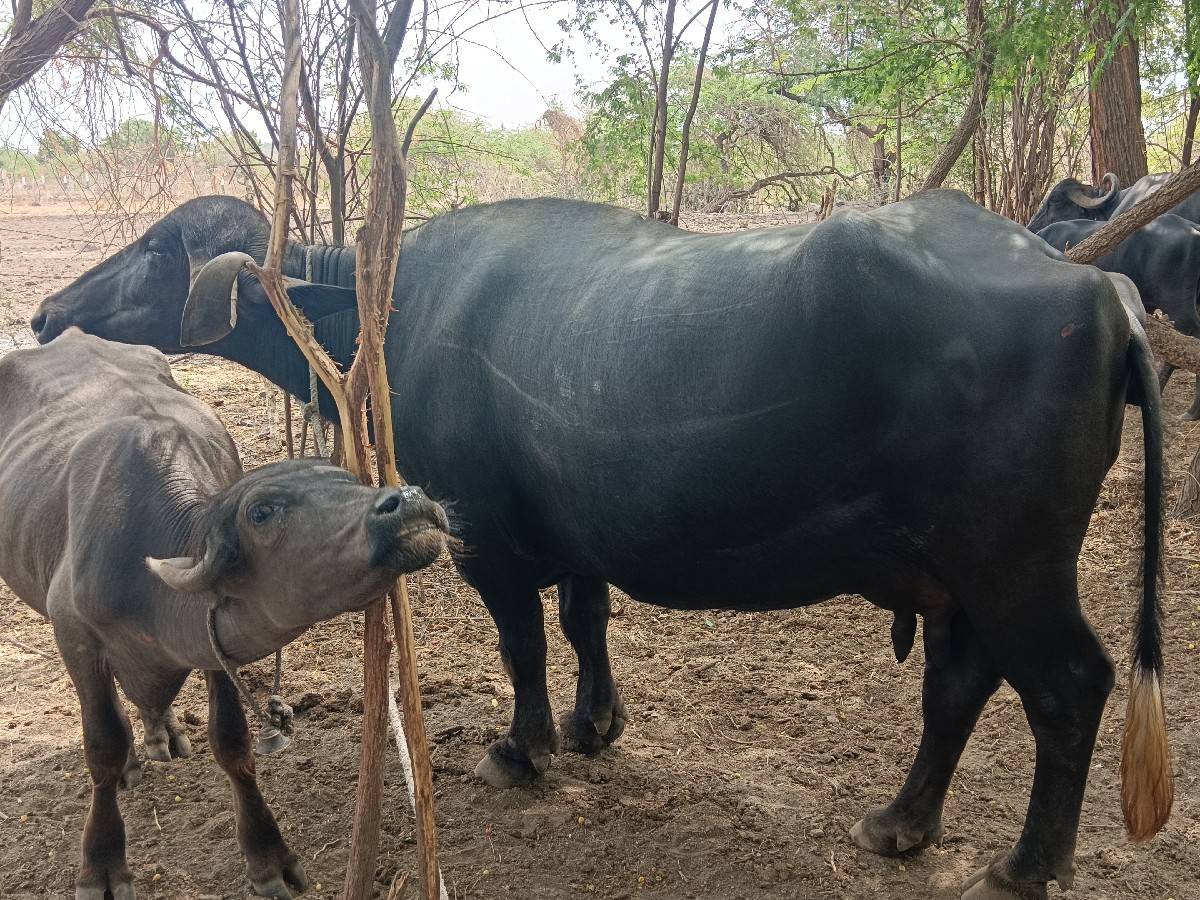 2 ભેસુ છે બેય ને 10 મહિનો ચાલુ