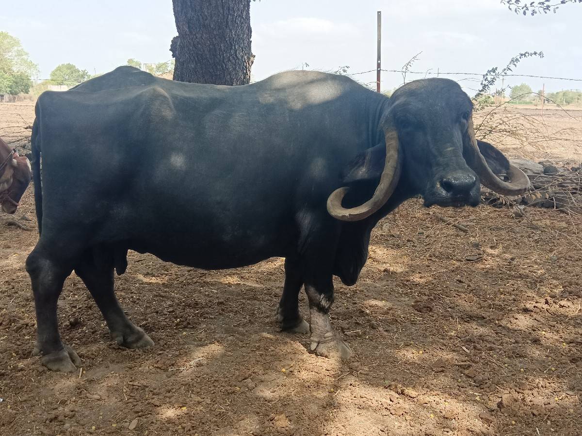 2 ભેસુ છે બેય ને 10 મહિનો ચાલુ