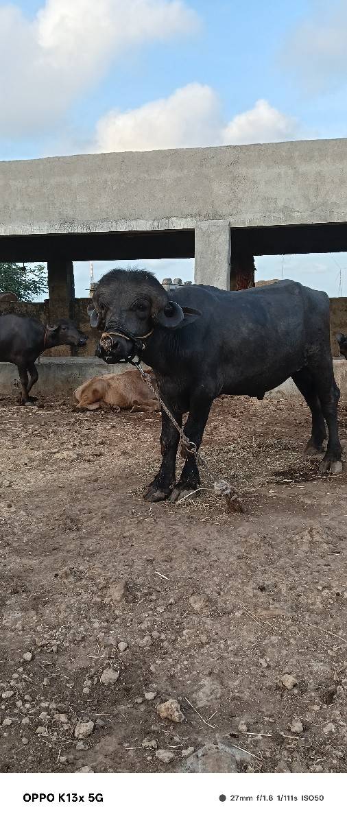 પાડો વેચવાનો છે