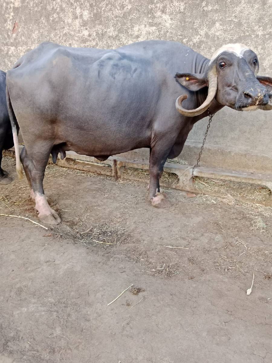 ભેંસ વેચવાની છે