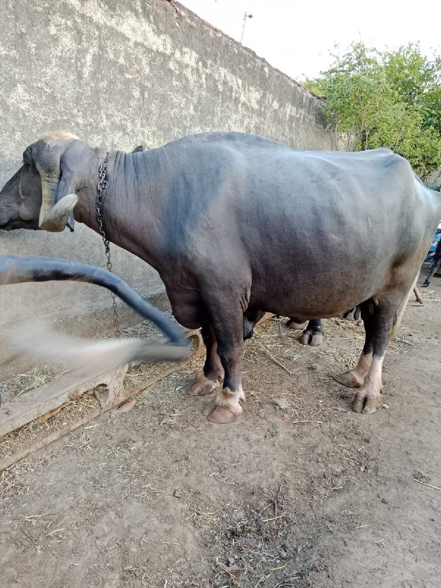 ભેંસ વેચવાની છે