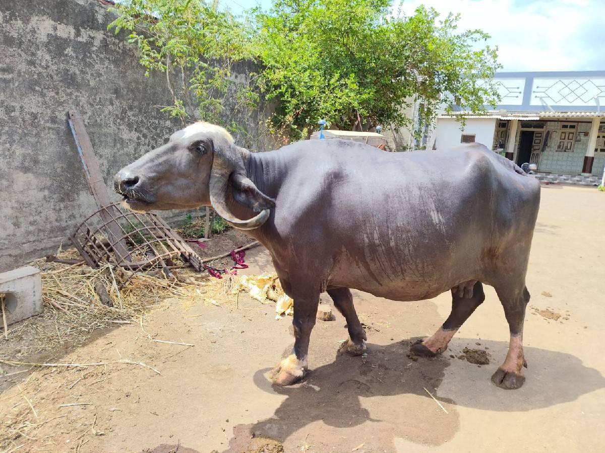 ભેંસ વેચવાની છે