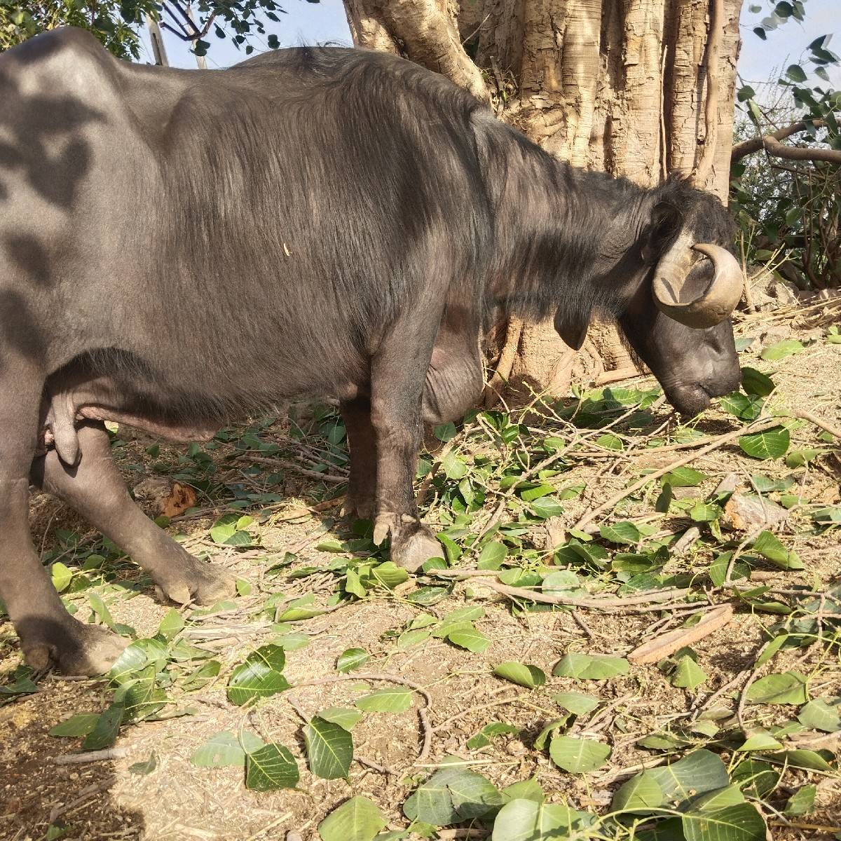 ભેંશ વેચવાની છે