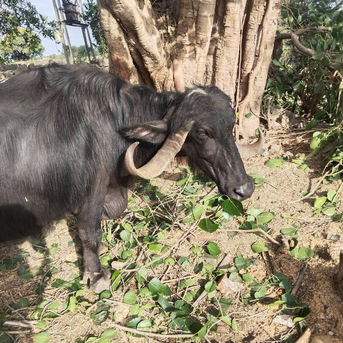 ભેંશ વેચવાની છે