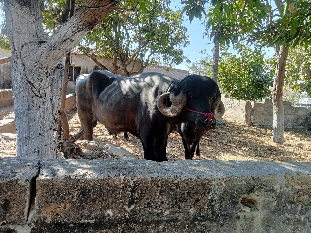 પાડો વેચવાનો છે