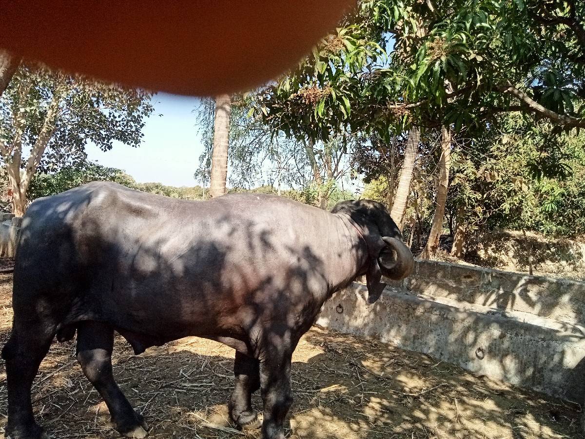 પાડો વેચવાનો છે