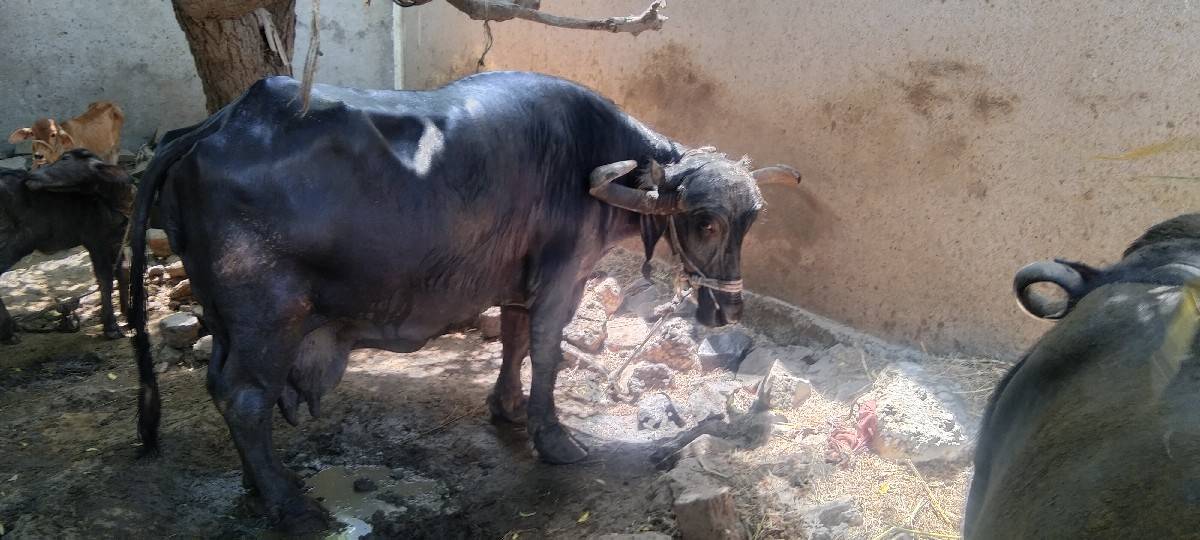 ભેંસ વેચવાની છે