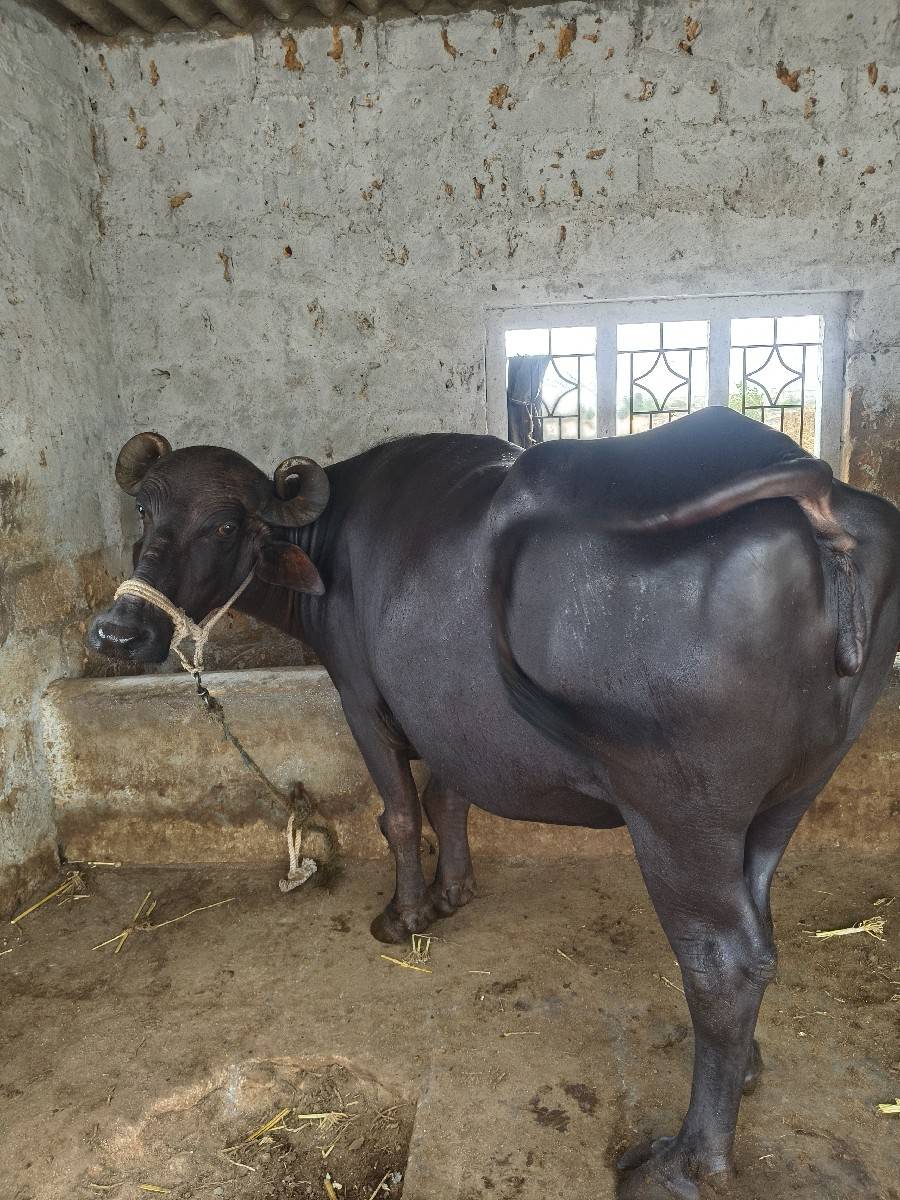 ભેંસ વેચવાની છે