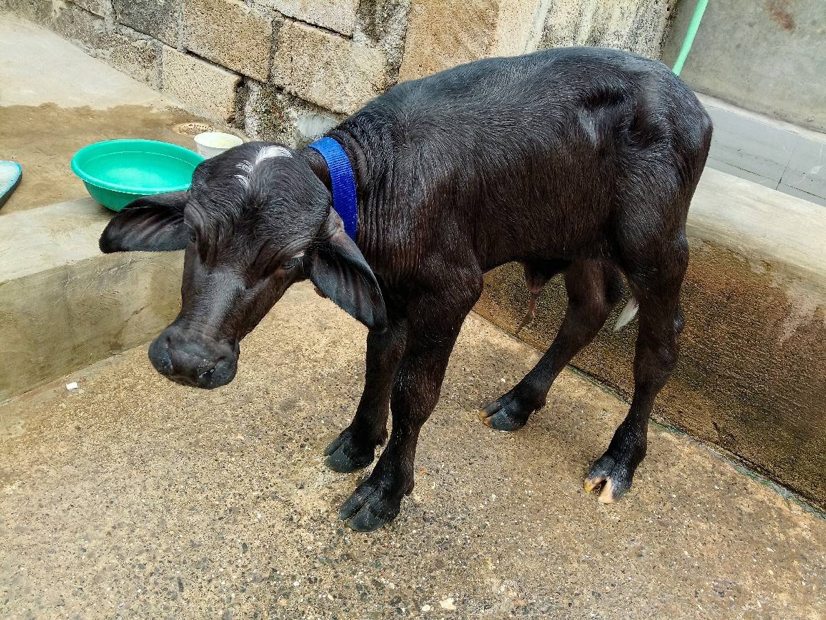 પાડો વેચવાનો સે