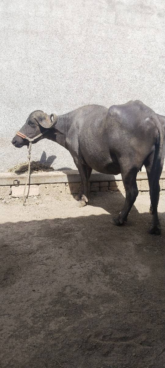 ખડેલી