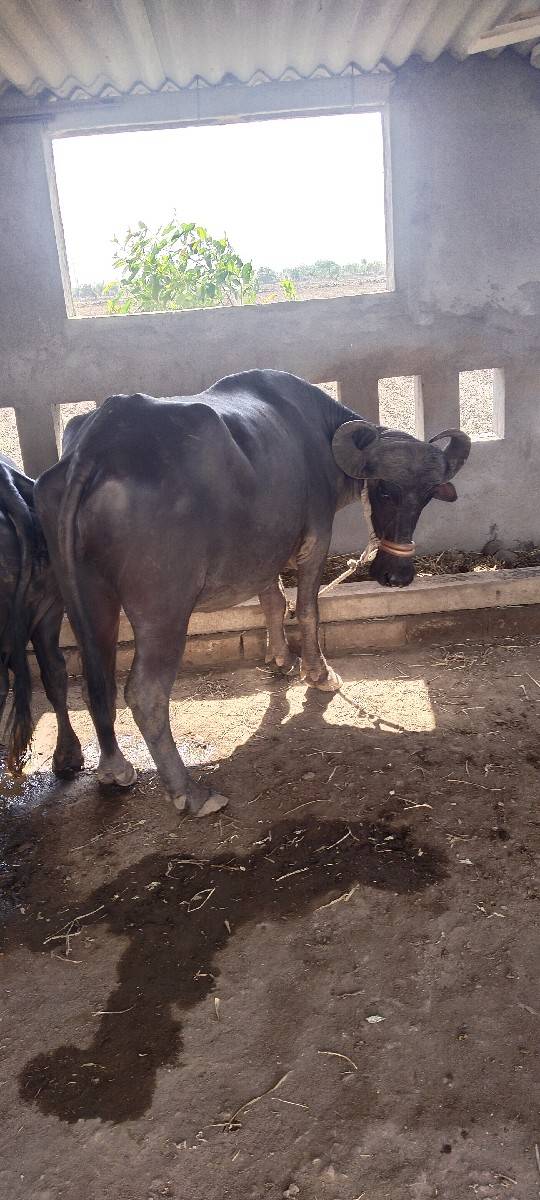 ખડેલી