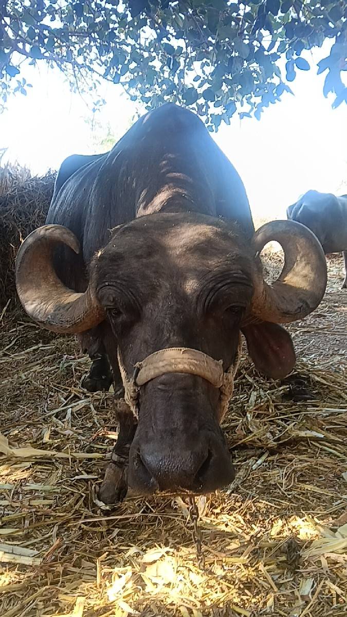 ભેંસ વેચવાની છે
