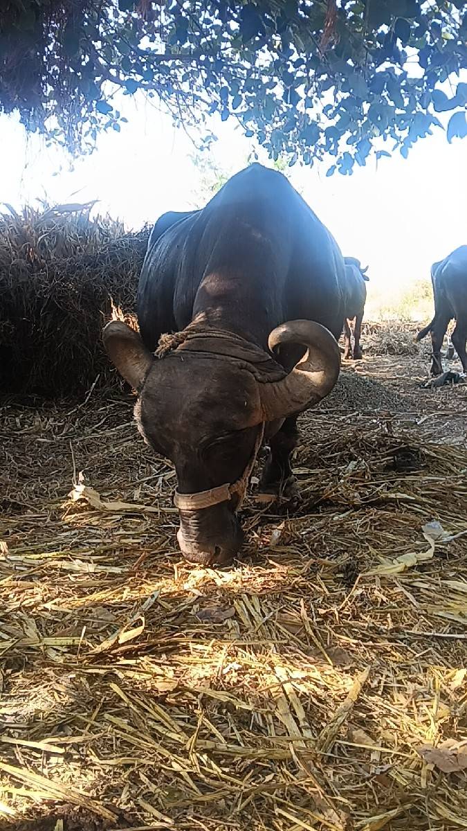 ભેંસ વેચવાની છે