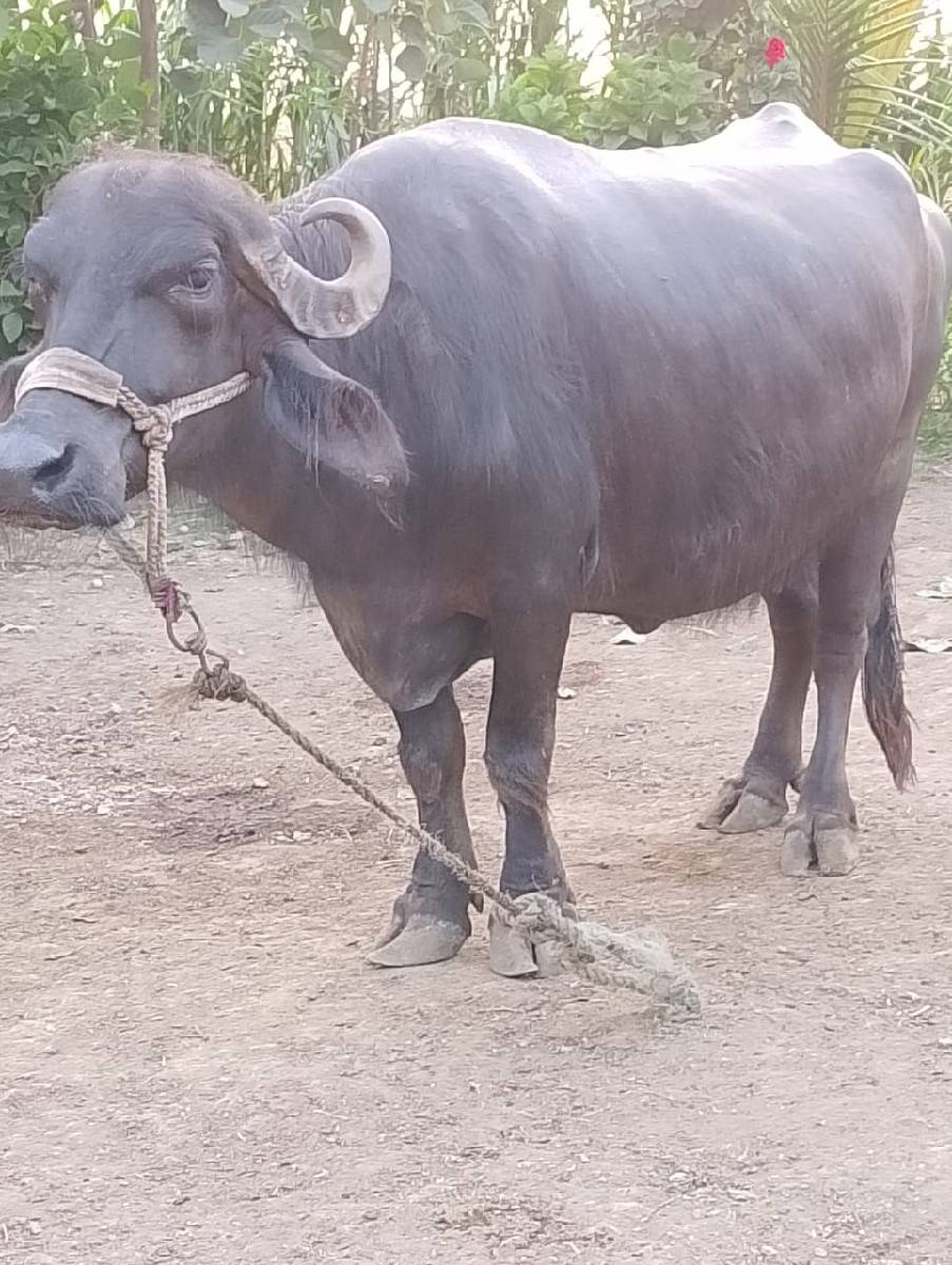 ભેંસ વેચવાની છે