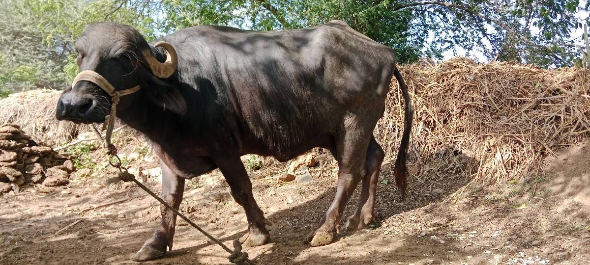 ભેંસ વેચવાની છે