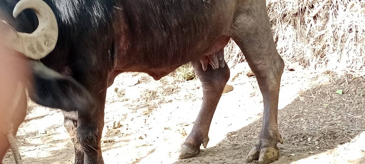 ભેંસ વેચવાની છે