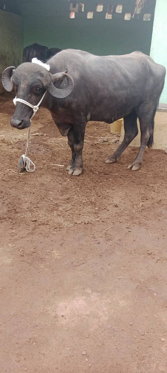 ખડેલી વેસવા ની સે